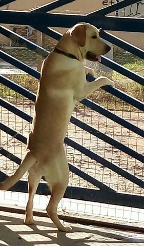 Vendo labrador tem 1 ano