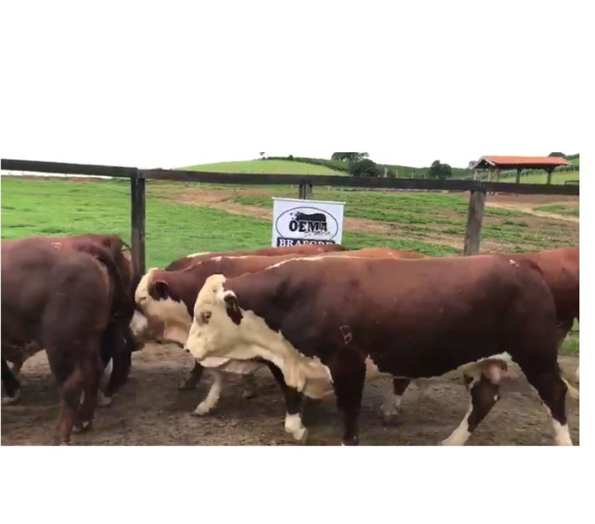 7 Touros Braford Registrados