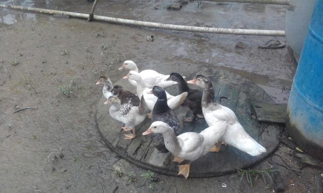 8 patos lindos