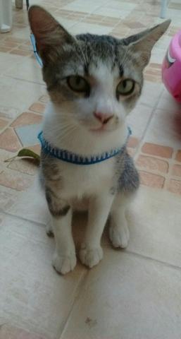 Belo gato castrado p/doação