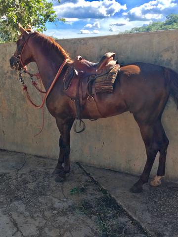 Cavalo Mangalarga registrado