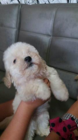 Lindas poodles mini toy