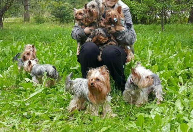 Matrizes de YORKSHIRE