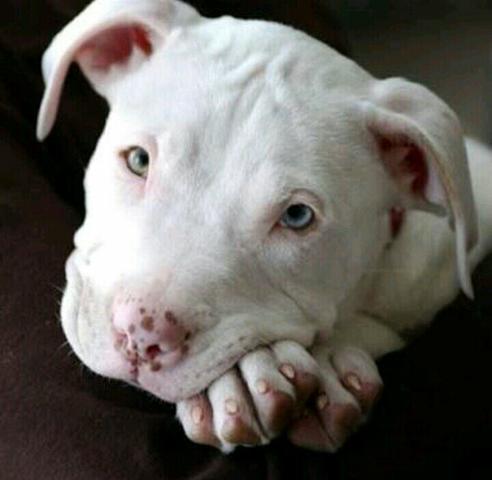 Pitbull linda fêmea Red Nose 45 dias Ot. linhagem 350