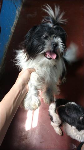 Shihtzu fêmea adulta ótima matriz 550