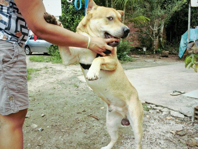 Vende-se um sharpei