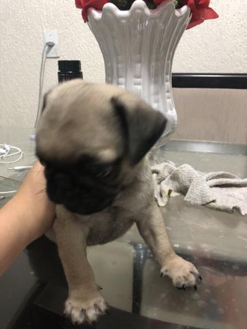 Vendo lindo Pug macho