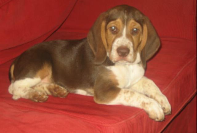 Beagle fêmea com 2 anos