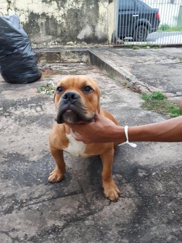Cachorro América Bully