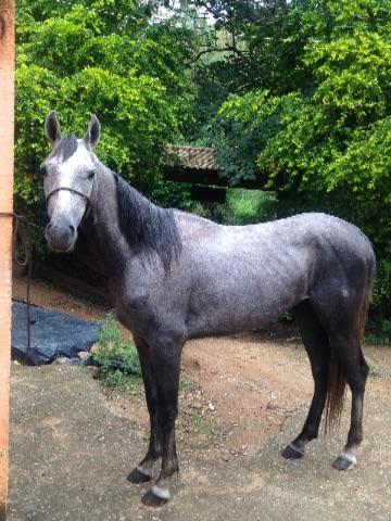 Cavalo Mangalarga mineiro