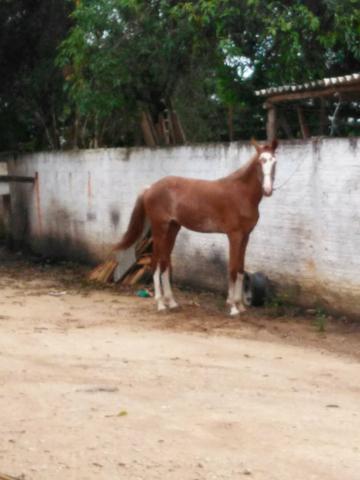 Cavalo Paulista
