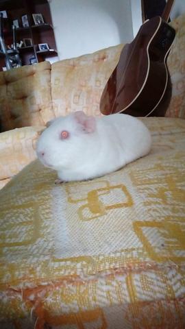 Doa-se porquinha da índia