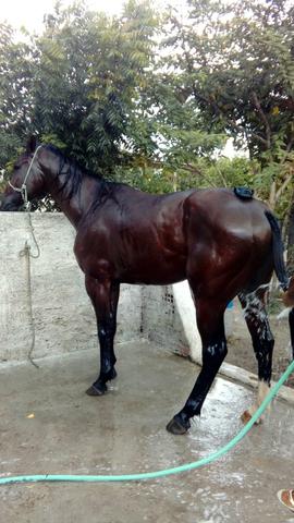 Potro Qm com registro