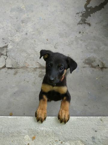 Rottweiler com dois meses
