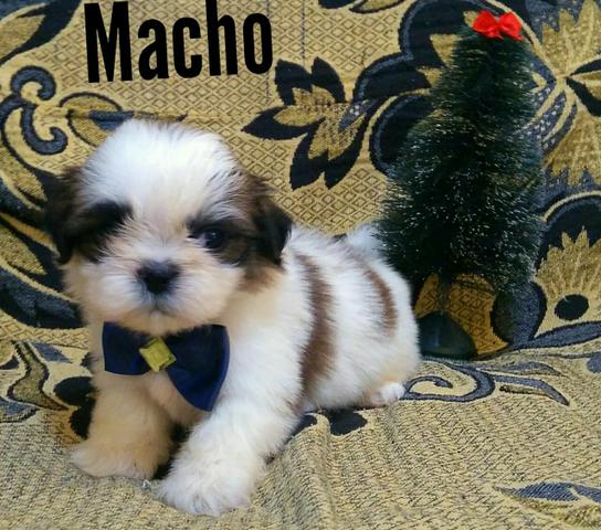 Shih Tzu macho aceito cartão