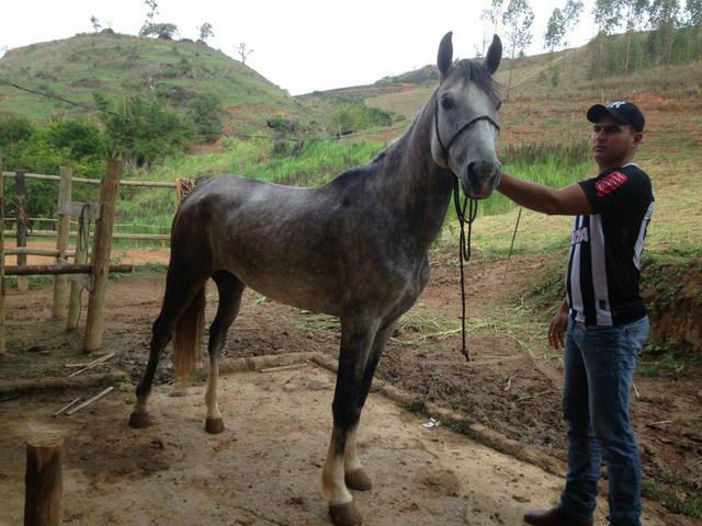 Venda de cobertura Mangalarga Tordilho