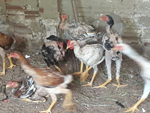 Vendo Frango e franga Índio Gigante