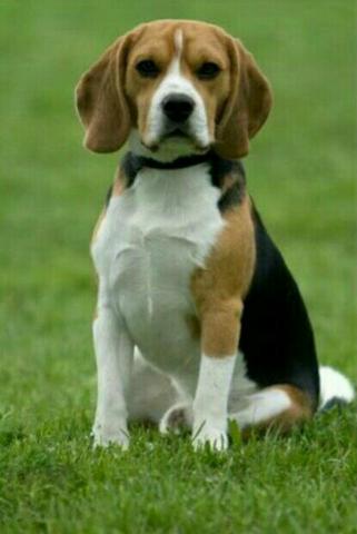Beagle macho