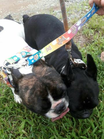 Buldog para cobertura 