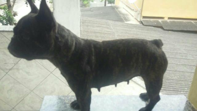 Bulldog Francês Matriz