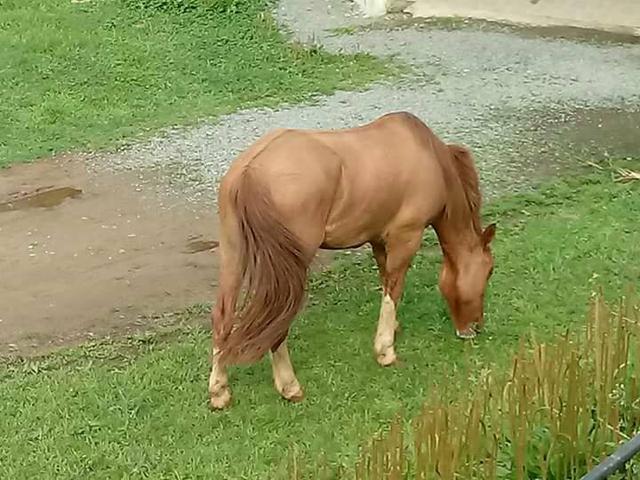Cavalo Crioulo 6 anos