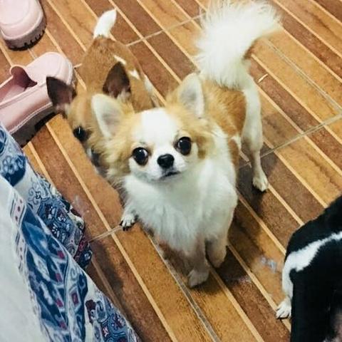 Chihuahua Macho Pelo Longo