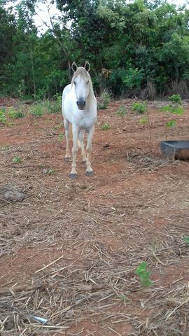 Exelente cavalo mangalarga m/picada