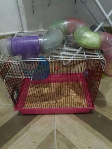 Hamster Anao Russo + gaiola