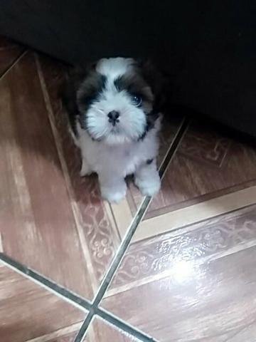 Linda fêmea de shitzu