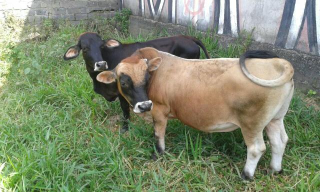 Lindo casal de mini bovino