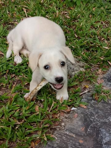 Pra doação essa bebê cachorrinha linda eata precisando urgente de um lar
