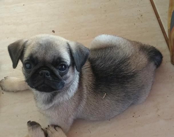 Pug macho e fêmea com 60 dias