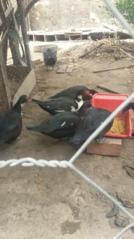 Vende-se pato fêmea 30$ macho 35$
