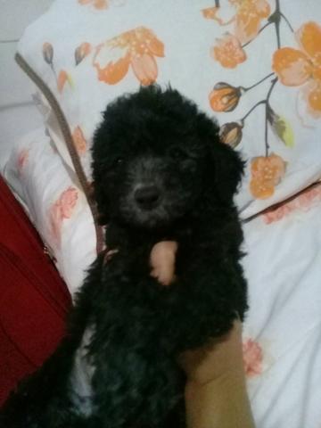 Vendo poodle micro toy