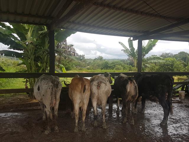 06 vacas, 01touro e 02 bezerros macho e uma fêmea