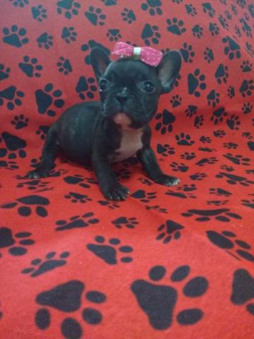 Bulldog Francês linda femea mine