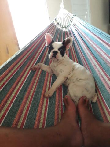 Linda buldog francês fêmea na promoção de fim de ano