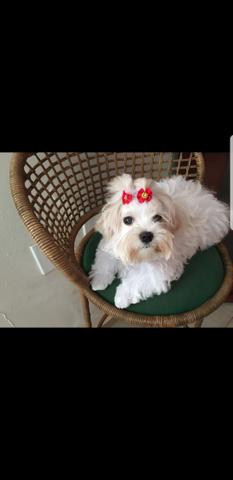 Maltês fêmea 11 meses com pedigree