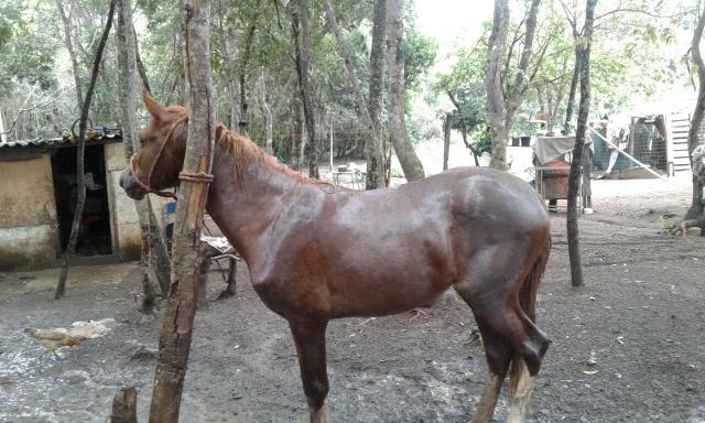 Potro Mangalarga Marchador de 2 anos