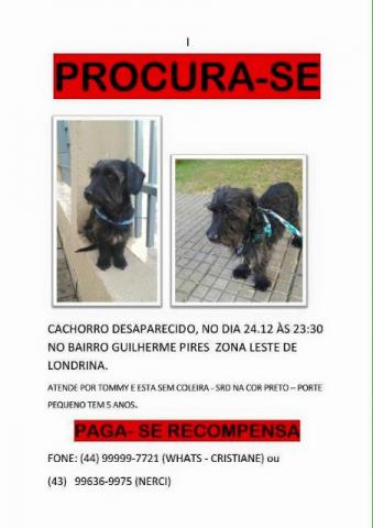 Schnauzer Cachorro Perdido