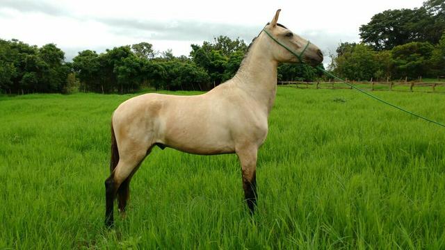 Vede -se ou troco por gado!!