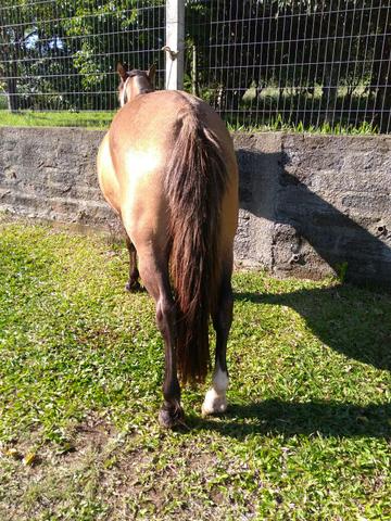 Vende-se égua mansa