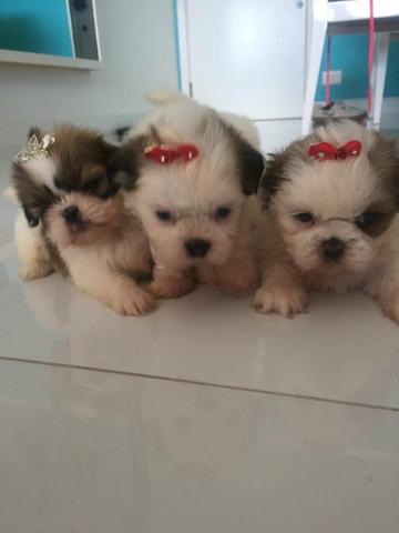 Vendo fêmeas Shitzu micro.mãe pesa apenas 2,5k