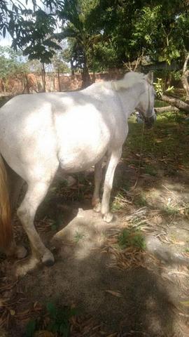 Égua prenha e poudo