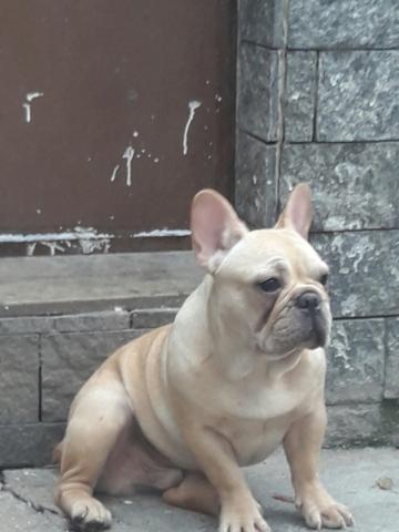 Bulldog Francês macho