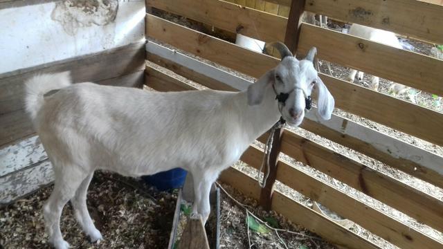 Cabrita amojando pra dar cria