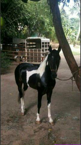 Cavalo mm registrado