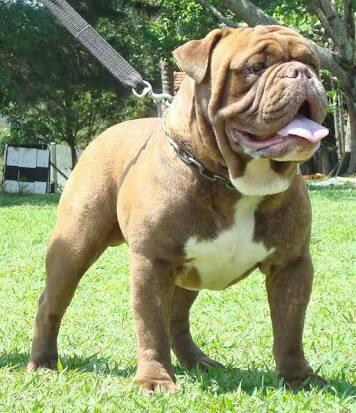 Compro bulldog campeiro