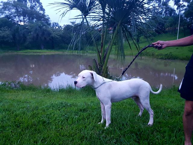 Dogo Argentino (sagat) #cobertura