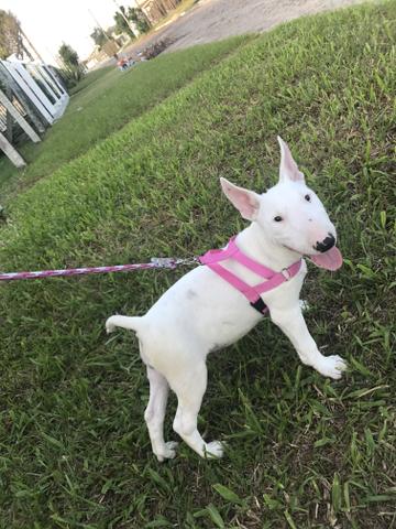 Linda fêmea de bull terrier inglês